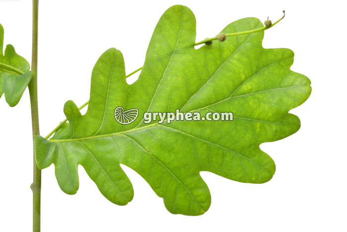 Chêne pédonculé - rameau avec feuille (Quercus robur)  - gryphea.com